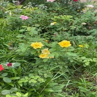 海口明光国际夜总会最新佳丽招聘-无费用需求量大